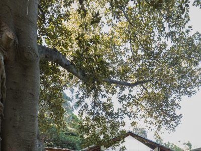 Cabarita公园社区场馆，悉尼