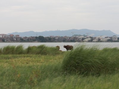 平沙岛·村口蚕房，广东南海大地艺术节/ 木月建筑设计事务所