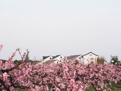 上海“乡村振兴示范村” - 吴房村 / 中国美术学院风景建筑设计研究总院