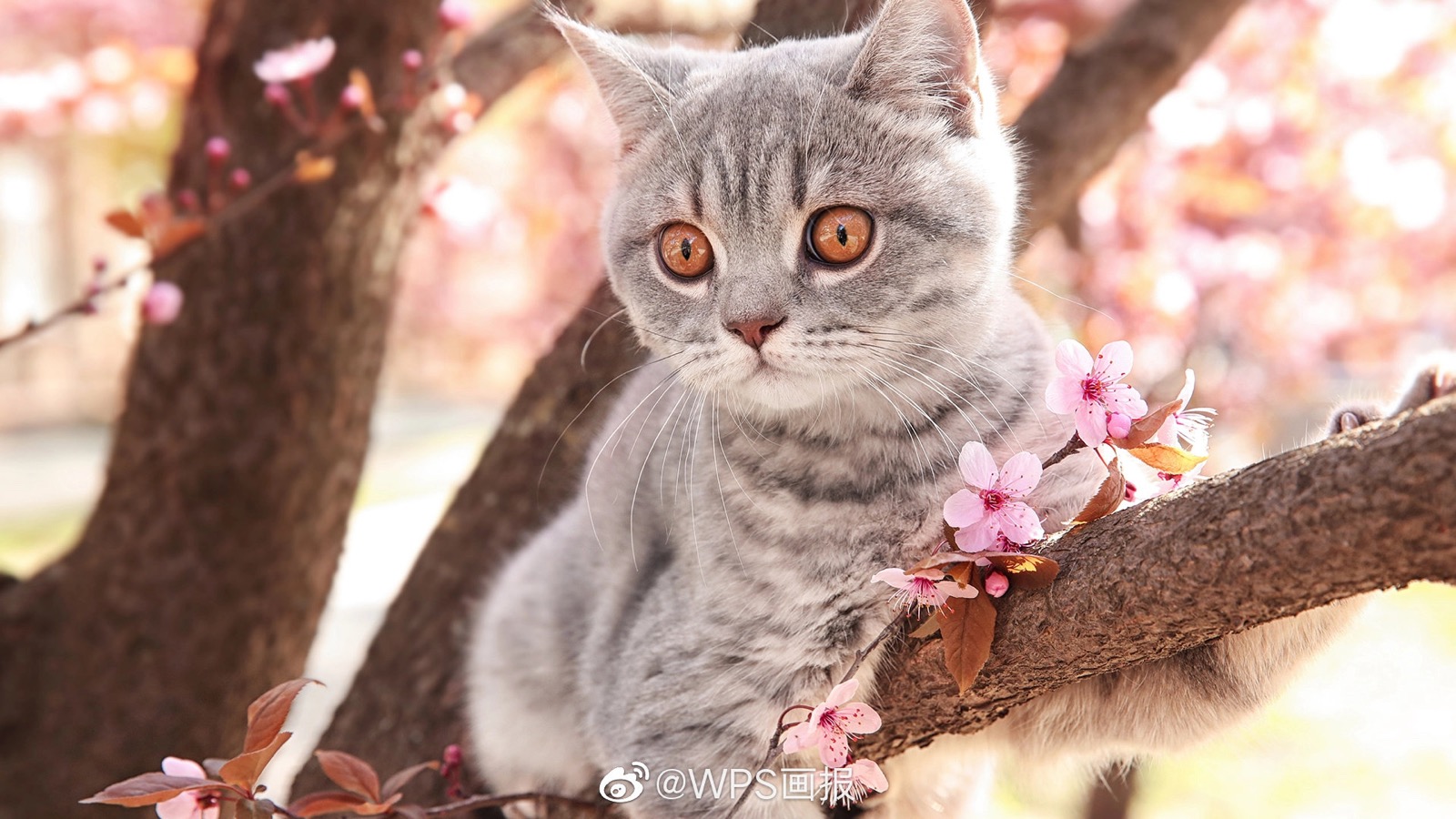 预览 5